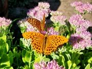 7th Sep 2024 - Butterfly fight