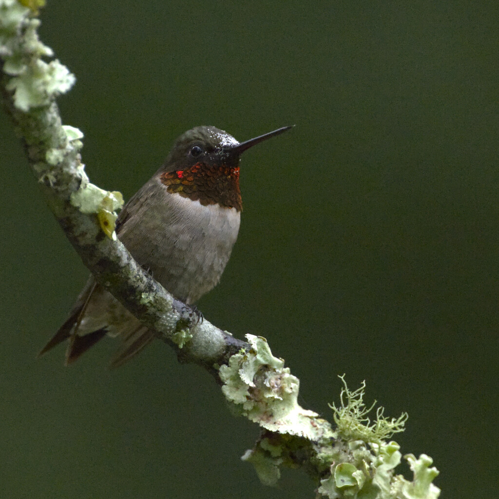 It's National Hummingbird Day by peachfront