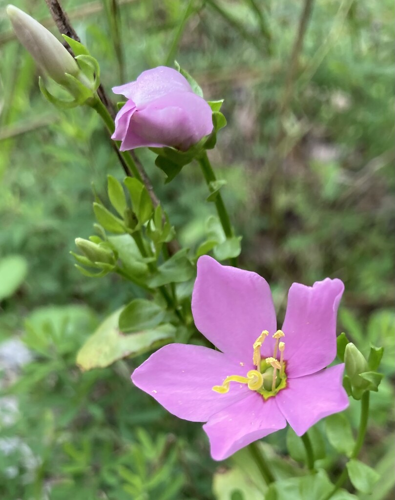 rose pink gentian by wiesnerbeth