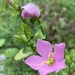 rose pink gentian by wiesnerbeth