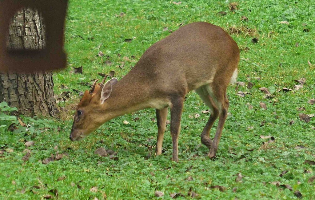 Reeves Muntjac by arkensiel