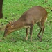 Reeves Muntjac