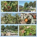 The Piggy Park Community food growing project. by grace55