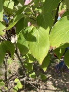 4th Sep 2024 - our dogwood tree named dottie