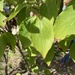 our dogwood tree named dottie by wiesnerbeth