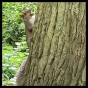 4th Sep 2024 - Squirrel