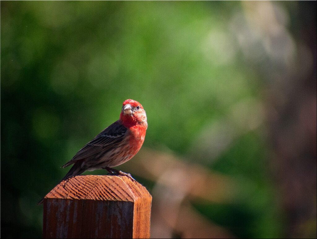 Red Robin as a Messenger from the Divine by 365projectorgchristine