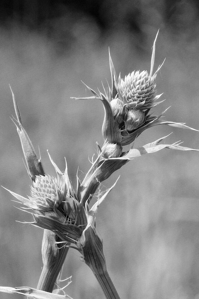 Rattlesnake Master by lsquared