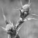 Rattlesnake Master