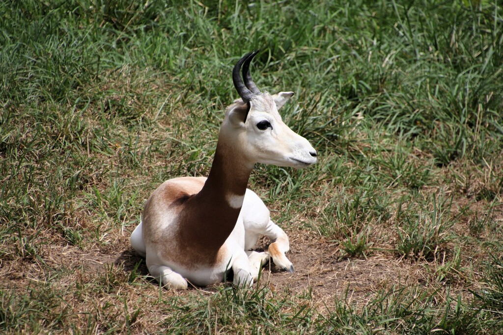 Gazelle Resting by randy23