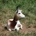 Gazelle Resting