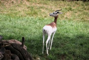 6th Sep 2024 - Gazelle