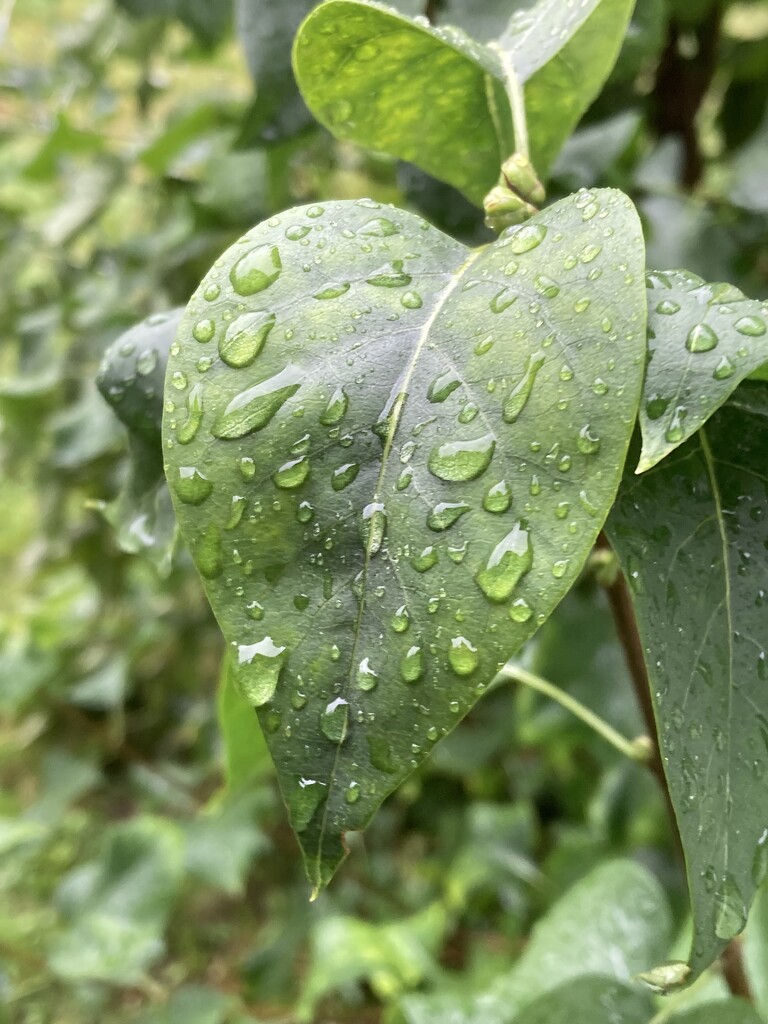 Rainy Morning by spanishliz