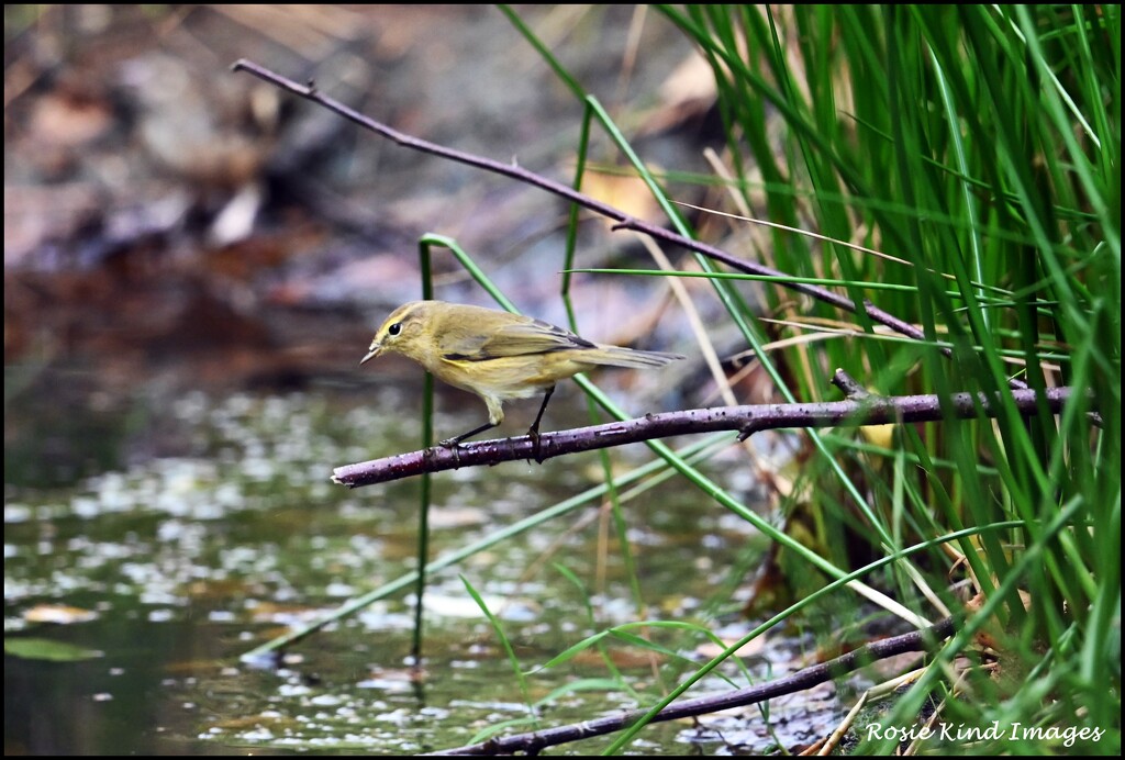 Perching by rosiekind