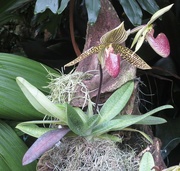 7th Sep 2024 - Orchids