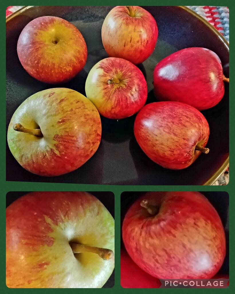 Apples from the Community food growing project. by grace55