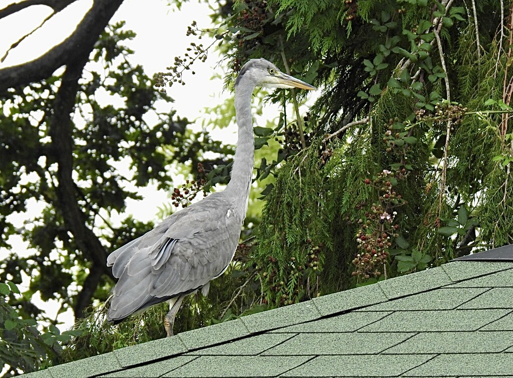 A Heron on my Summer House!!! by susiemc