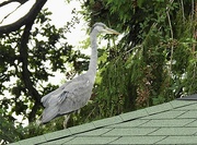 6th Sep 2024 - A Heron on my Summer House!!!