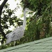 A Heron on my Summer House!!!