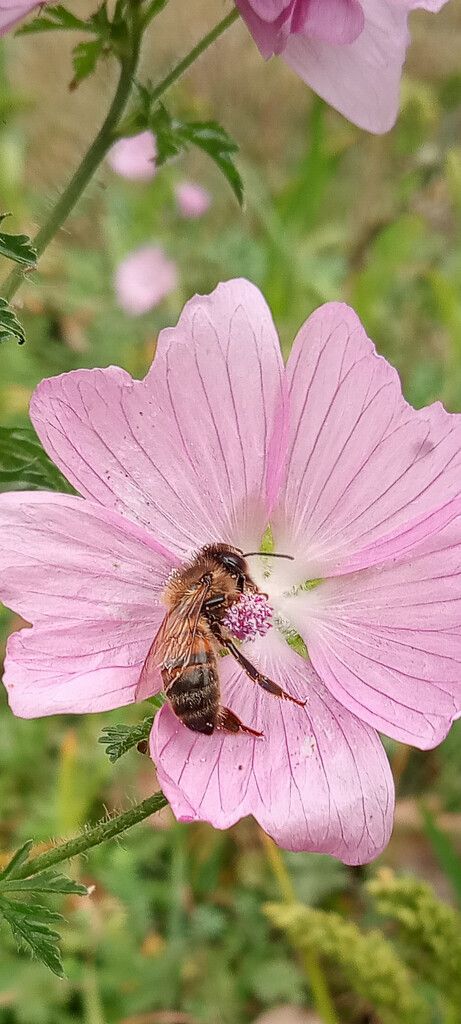 Feeding on Mallow flowers by 365projectorgjoworboys