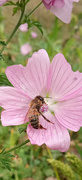 7th Sep 2024 - Feeding on Mallow flowers