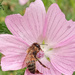 Feeding on Mallow flowers