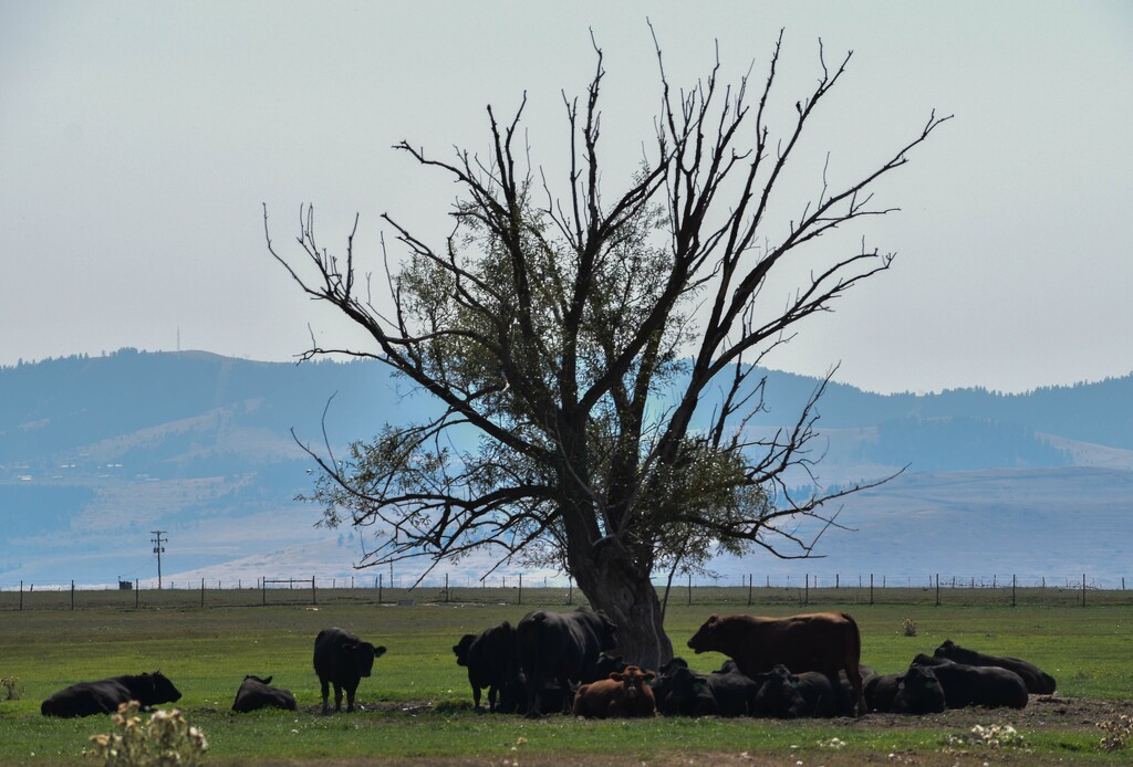 Cattle Resting In the Shade (?) by bjywamer