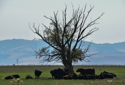 7th Sep 2024 - Cattle Resting In the Shade (?)