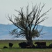 Cattle Resting In the Shade (?)