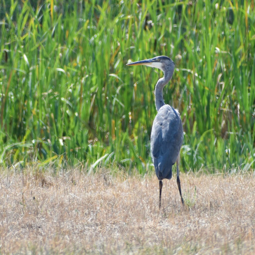 Great Blue Heron by bjywamer