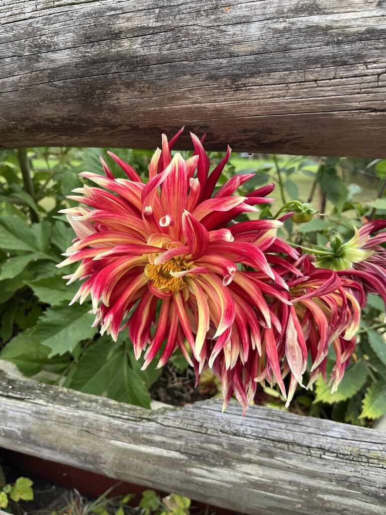 Beautiful Dahlias by helenawall