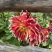 Beautiful Dahlias