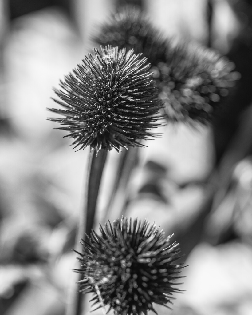 seed head by aecasey