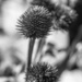 seed head