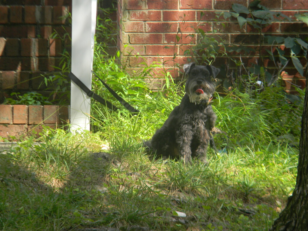 Apollo the Dog by sfeldphotos