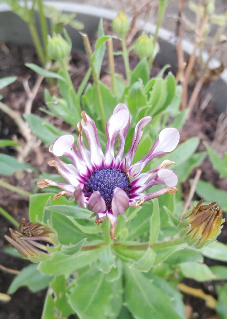 Osteospermum by anniesue