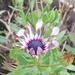 Osteospermum