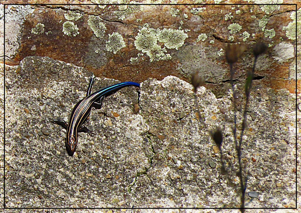 Common Five-Lined Skink by olivetreeann