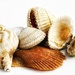 Shells