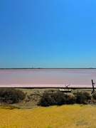 5th Aug 2024 - A slice of pink. 