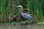 6th Sep 2024 - Great Blue Herron