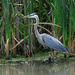 Great Blue Herron