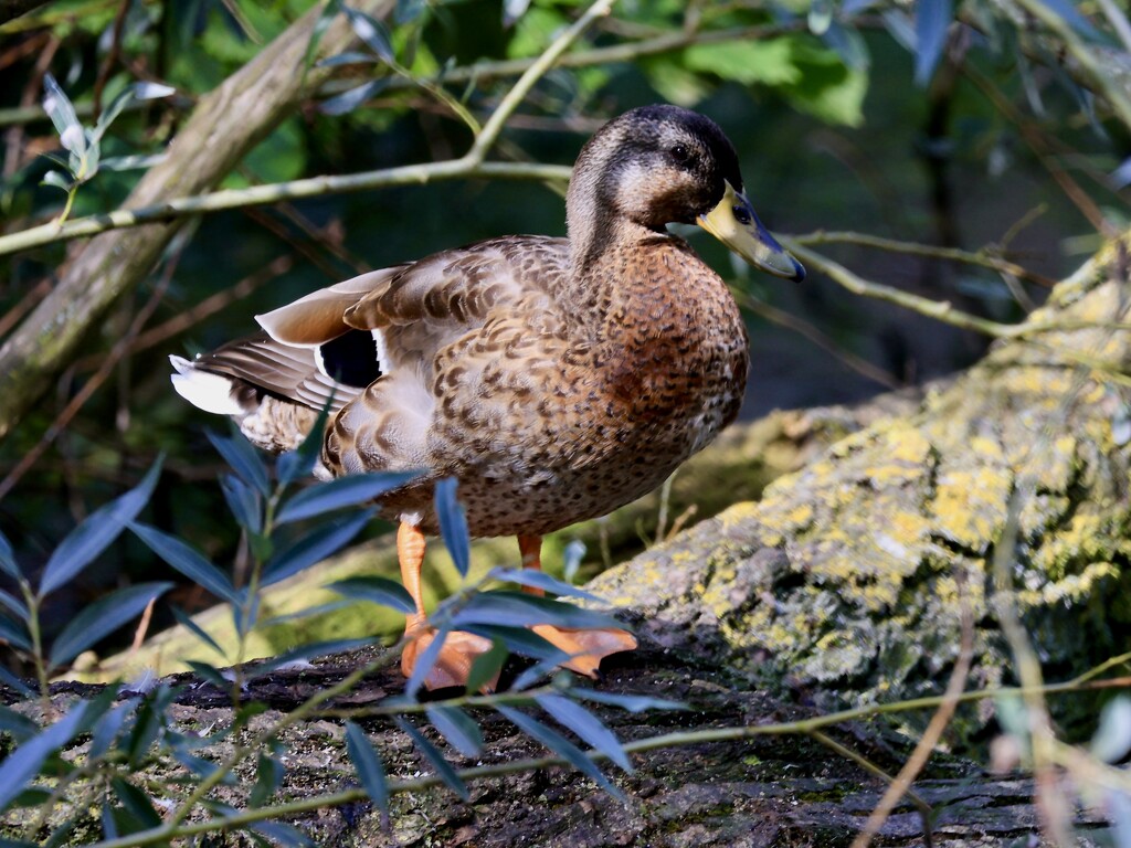 Mallard Duck by neil_ge