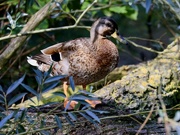 7th Sep 2024 - Mallard Duck