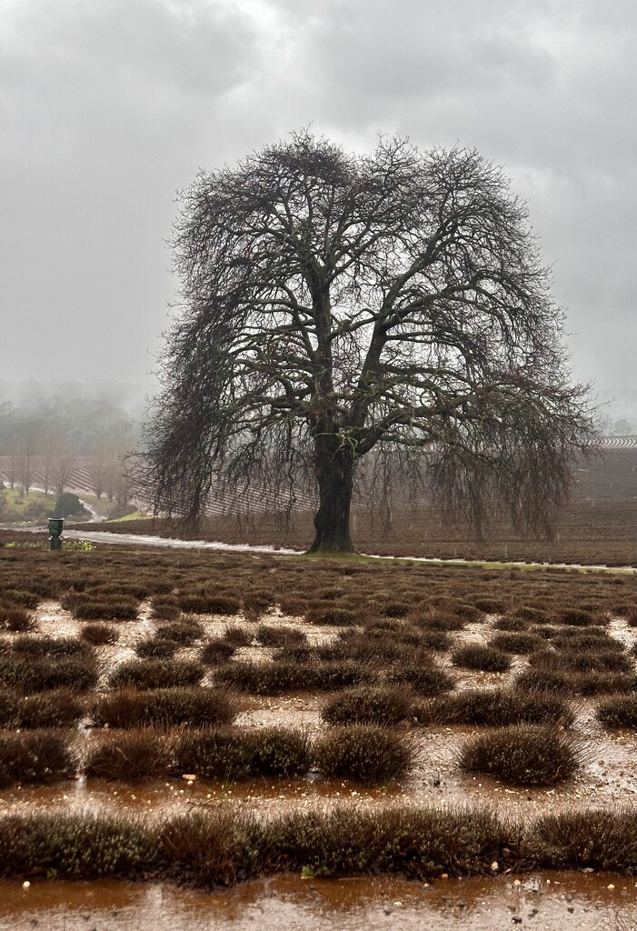  Bristowe Lavender Farm by deidre