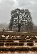 8th Sep 2024 -  Bristowe Lavender Farm