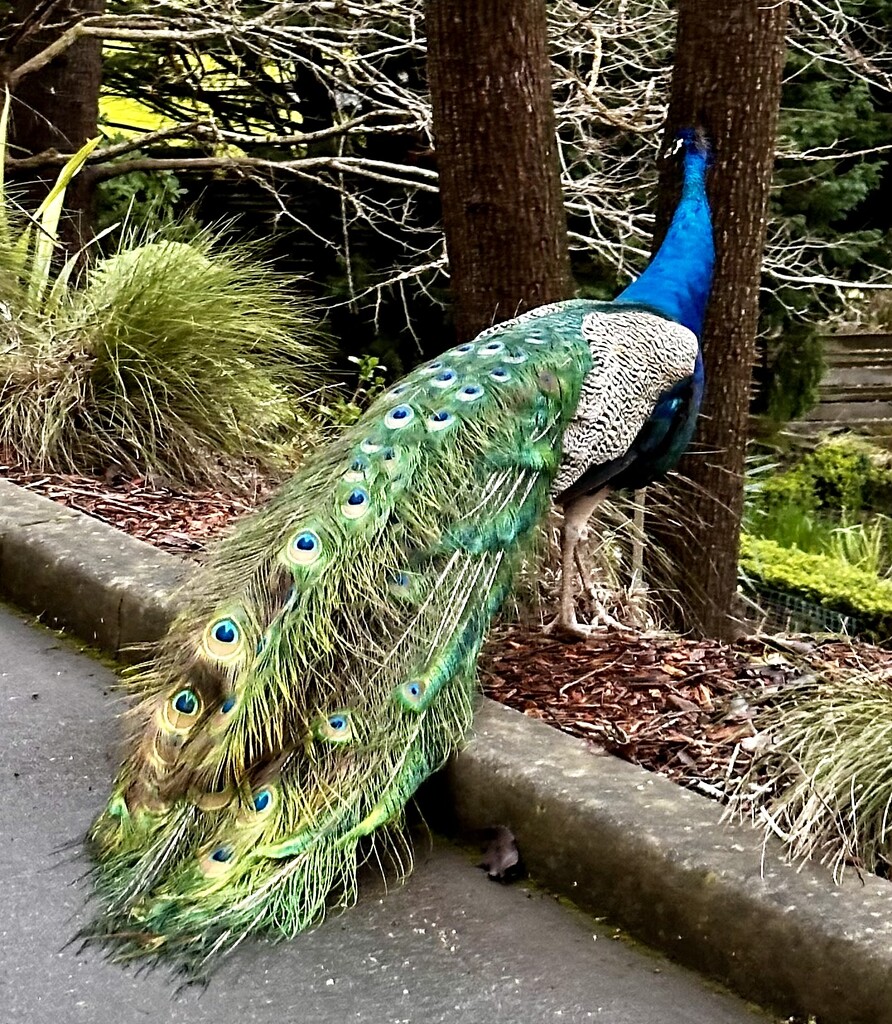 A beautiful peacock  by deidre