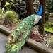 A beautiful peacock 