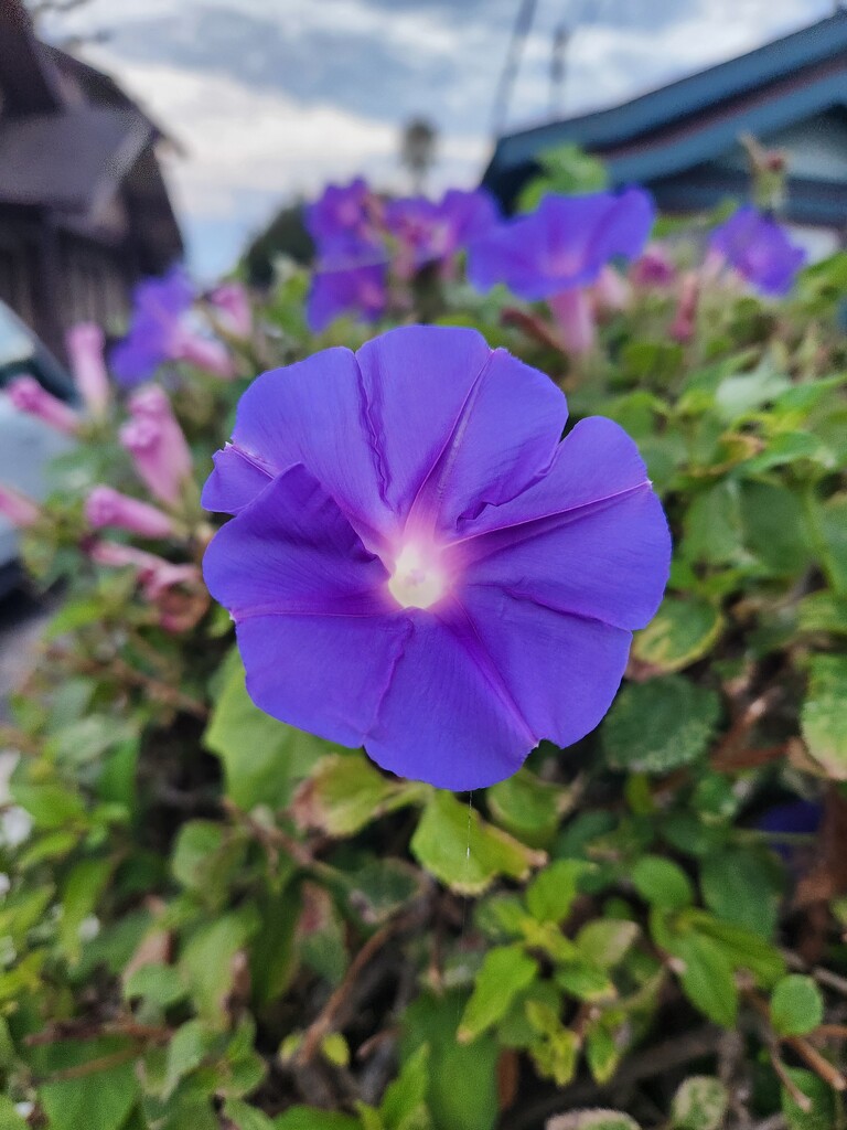 Morning Glories by mariaostrowski