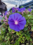 6th Sep 2024 - Morning Glories